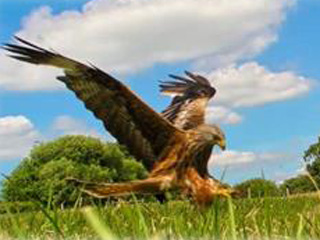 Gigrin Farm (Kite Feeding) Rhayader
